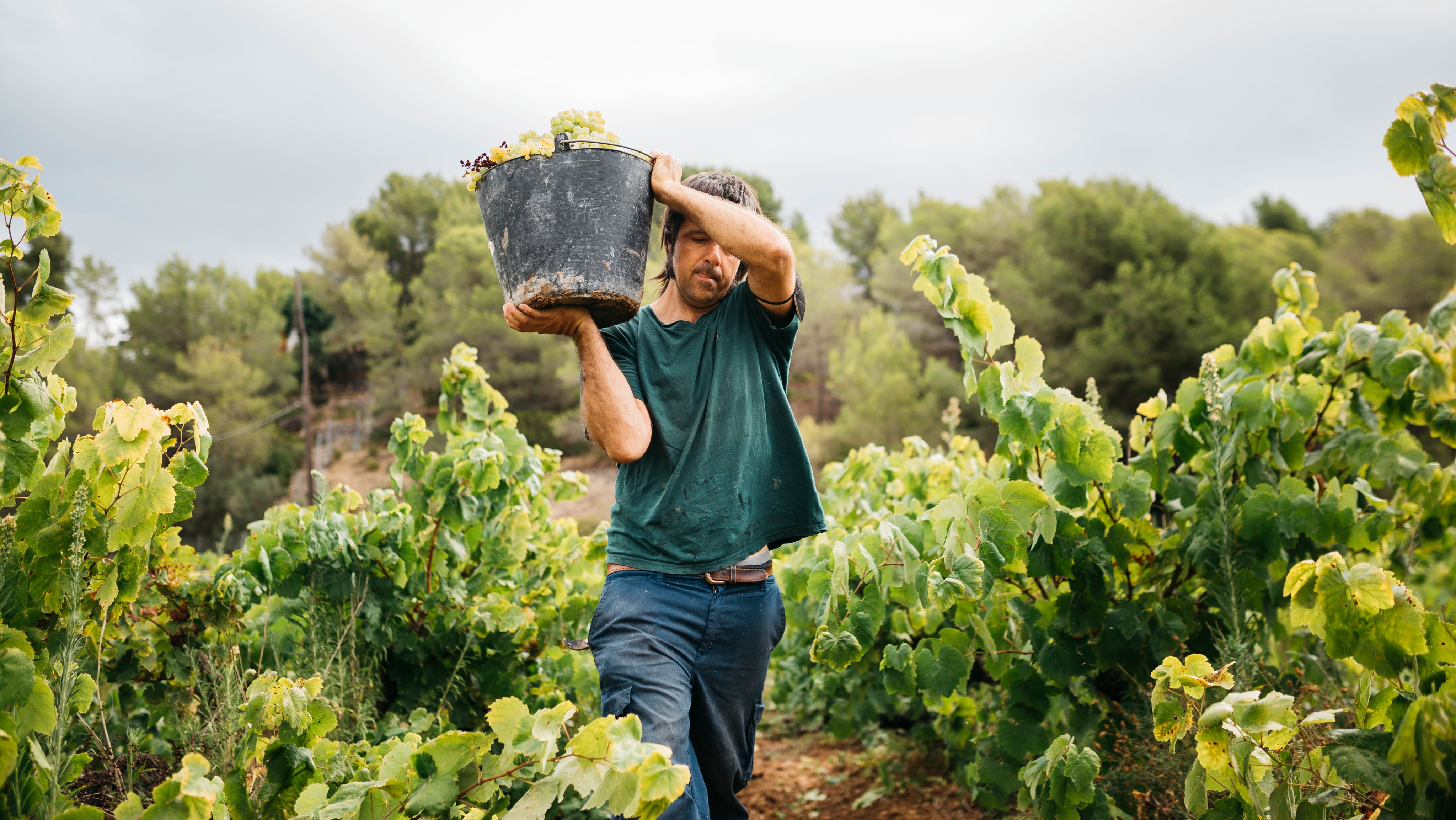 Man carrying a bucket with white grapes