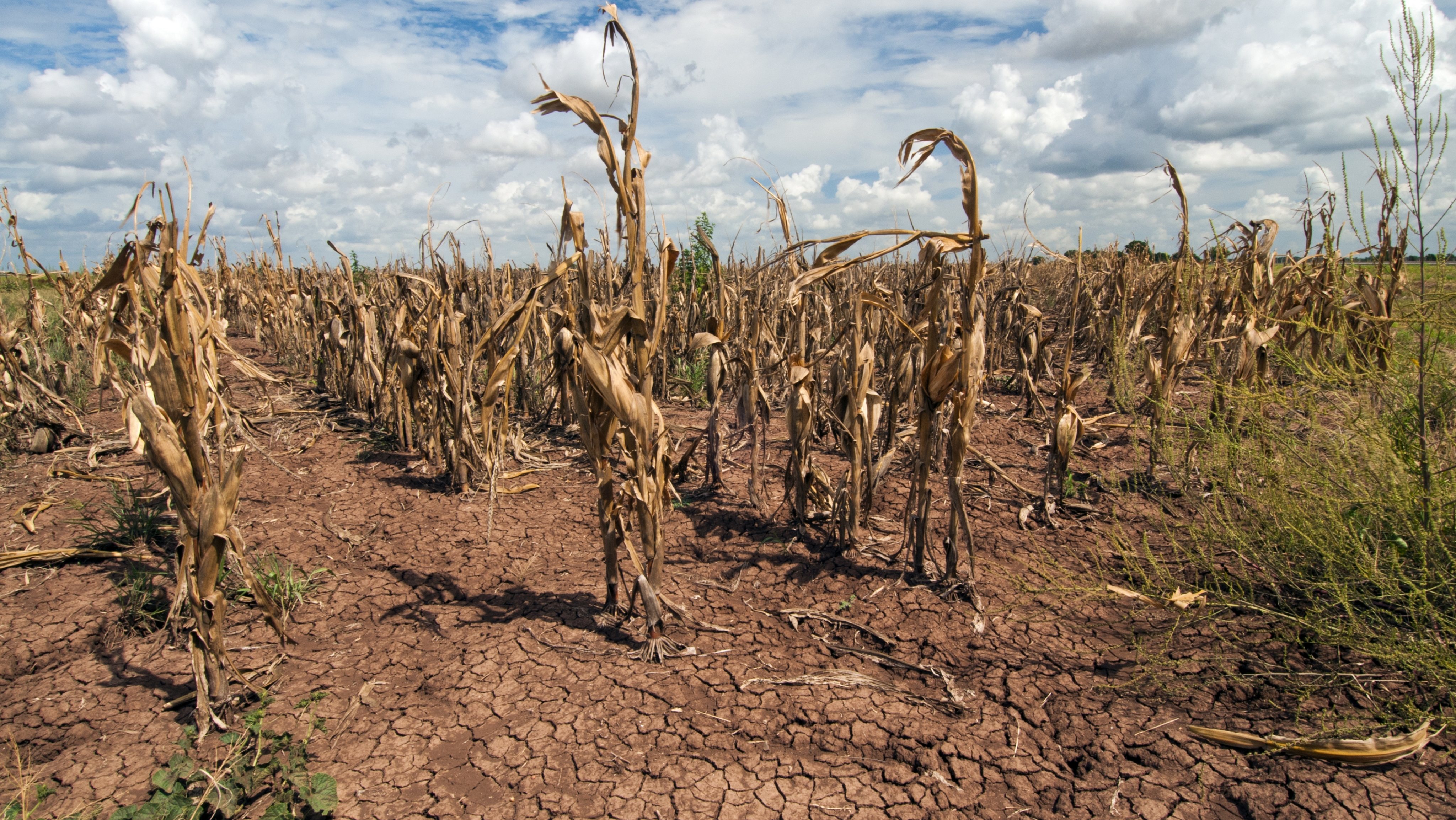 Crops Effected By Drought