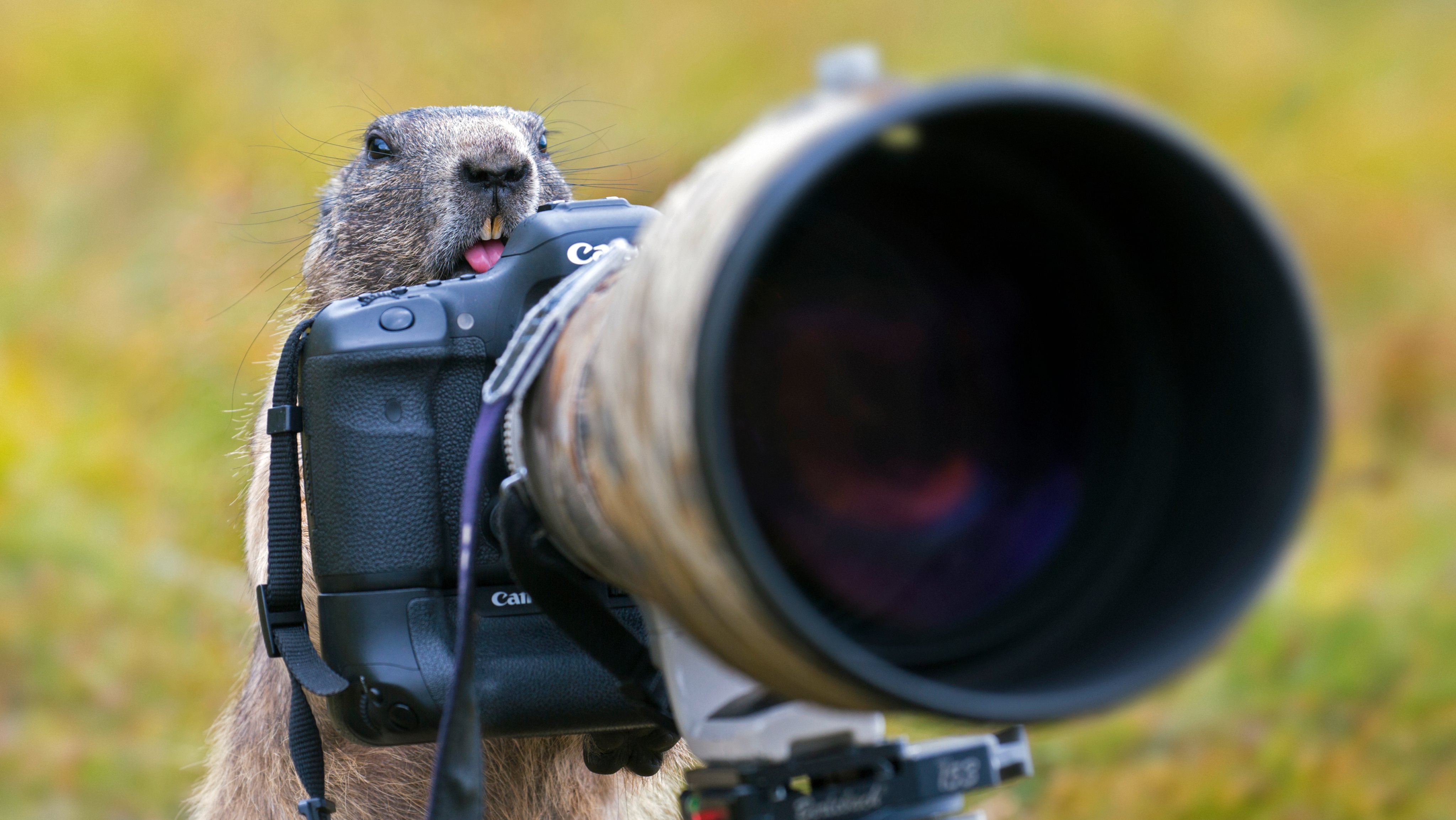 Alpine Marmot camera.