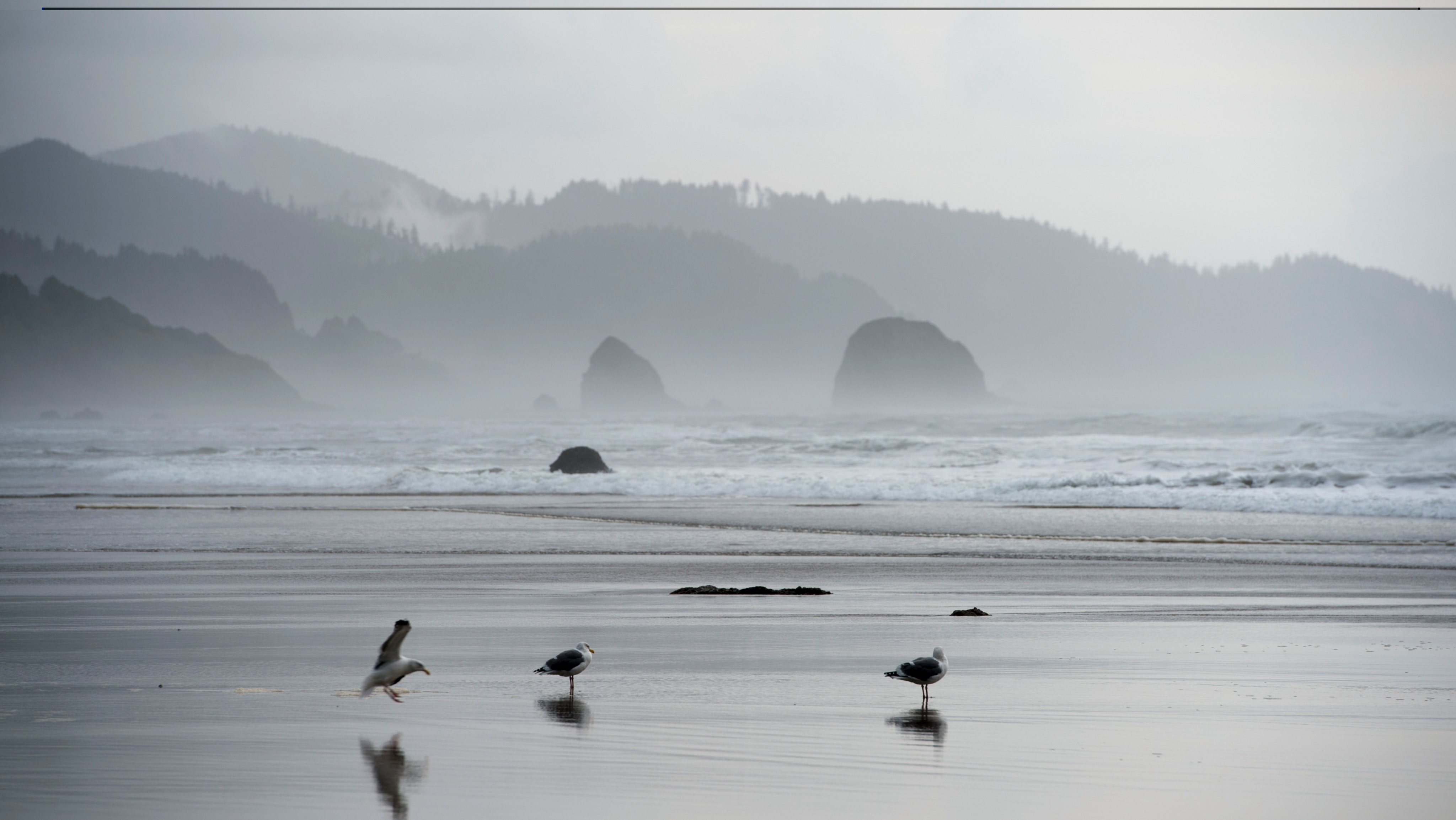 Gulls at low tide on Cannon Beach on the Northern Oregon