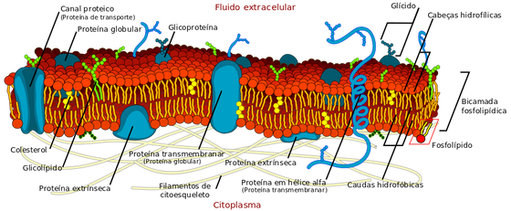 Cell_membrane_detailed_diagram_pt_ LadyofHats
