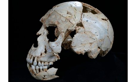 Neanderthal skull from the Sima de los Huesos cave in Sierra de Atapuerca, Spain