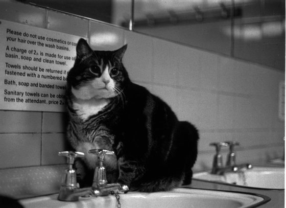 9th September 1978:  Tiddles, the famous fat cat which lived in the public lavatories at Paddington Station, London.  (Photo by Chris Moorhouse/Evening Standard/Getty Images)
