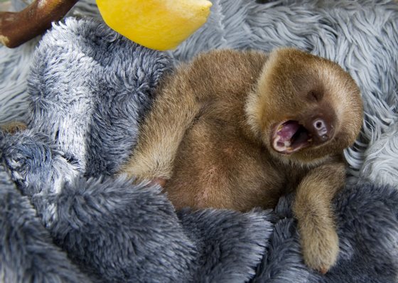 A baby two-toed sloth (Choloepus) yawns at the Aiunau Foundation in Caldas, some 25 km south of Medellin, Antioquia department, Colombia on September 15, 2012. Croatian scientist Tinka Plese created the foundation 10 years ago, where sloths --which have been captured by illegal wildlife traffickers and then sold to people between US40 to 150 dollars-- are rescued, rehabilitated and released. More than 700 sloths have been released to date. AFP PHOTO/Raul ARBOLEDA        (Photo credit should read RAUL ARBOLEDA/AFP/GettyImages)