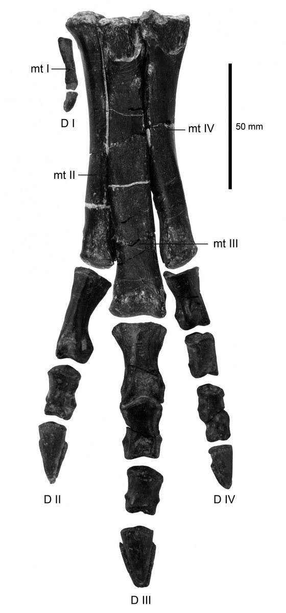 IMG 3. Pe Eousdryosaurus