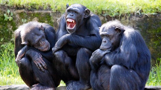 A female chimpanzee (C) yawns as two others nod-off, while they sit on rocks in a family group, with the sun on their backs in their open air enclosure at the Taronga Zoo in Sydney, 26 April 2005.  The special open air chimpanzee enclosure, which opened in 1980, is home to nineteen chimps and recognised internationally as one of the most significant in the world with such a successful breeding record as well as having been one of the first zoological gardens to house and exhibit chimpanzee in a group situation.   AFP PHOTO/Rob ELLIOTT (Photo credit should read ROB ELLIOTT/AFP/Getty Images)