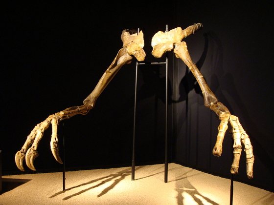 Deinocheirus mirificus_Eduard SolÃ _Wiki