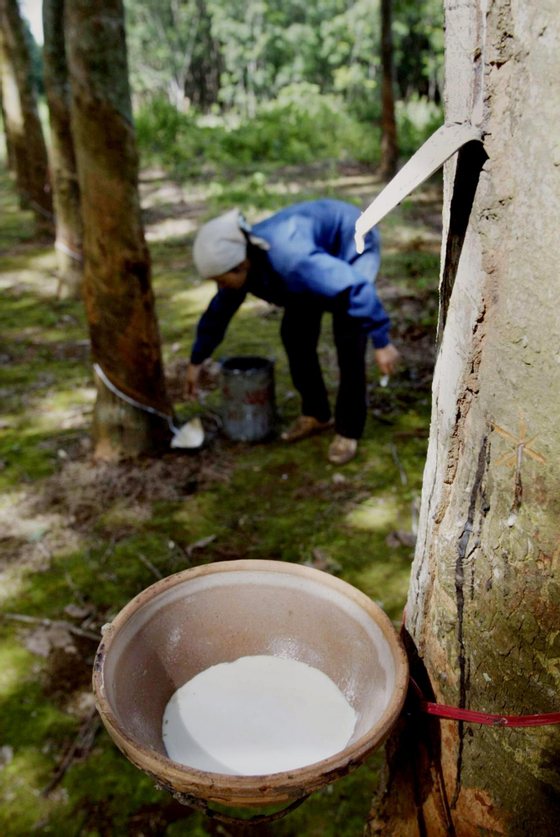 A worker collects latex at a rubber plantation in central province of Quang Tri, 05 August 2004.  Rubber is one of the many products being exported from the country along with coffee, rice, and pepper.     AFP PHOTO/HOANG DINH NAM        (Photo credit should read HOANG DINH NAM/AFP/Getty Images)