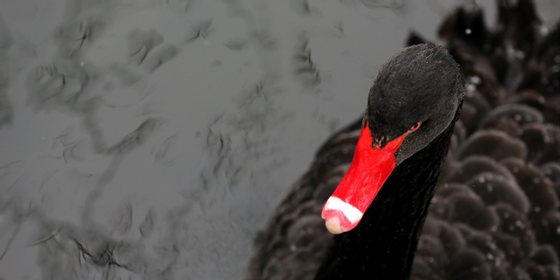 A black swan swims through a stream that is not yet frozen in the Kaisergarten in Oberhausen, Germany, on January 17, 2013. AFP PHOTO / ROLAND WEIHRAUCH /GERMANY OUT (Photo credit should read ROLAND WEIHRAUCH/AFP/Getty Images)