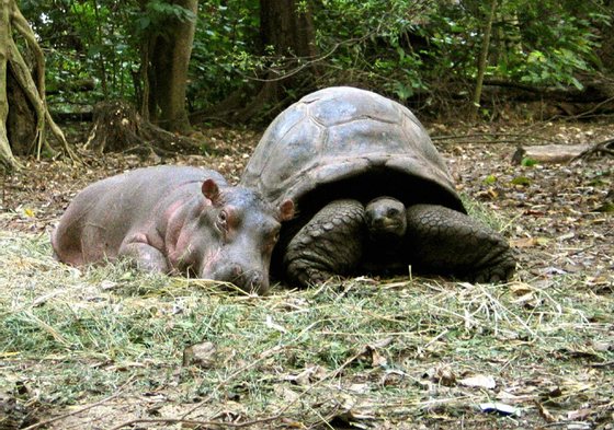 MOMBASA, KENYA:  A baby hippopotamus that survived the tsumani waves on the Kenyan coast snuggles up to its new best friend, a giant century old tortoise in an animal facility in Mombasa, 06 January 2005. The hippopotamus, nicknamed Owen and weighing about 300 kilograms (650 pounds), was swept down Sabaki River into the Indian Ocean, then forced back to shore when tsumani waves struck the Kenyan coast on December 26, before wildlife rangers rescued him. AFP PHOTO/PETER GRESTE   (Photo credit should read PETER GRESTE/AFP/Getty Images)