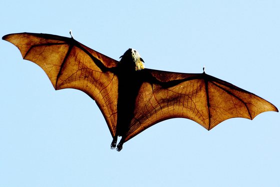 SYDNEY, AUSTRALIA:  A grey-headed Flying-fox morego (Pteropus poliocephalus), a native Australian bat, stretches its leathery wings as it flies high over Sydney's Botanical Gardens, 17 August 2005. The bats settled in the gardens many years ago as much of their natural habitat along the coast of New South Wales has been cleared for timber, agriculture and urban development. At night the bats feed on the fruits of many native plants and provide an important function as they are one of the few species that pollinate flowers and disperse the seeds.  AFP PHOTO/Greg WOOD  (Photo credit should read GREG WOOD/AFP/Getty Images)