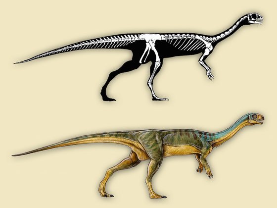 Chilesaurus-diegosuarezi-skeleton-live