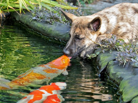 dog and fish