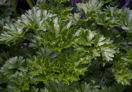 Parsley is seen for sale at a local Farmers Market in Annandale, Virginia, August 8, 2013.      AFP Photo/Paul J. Richards        (Photo credit should read PAUL J. RICHARDS/AFP/Getty Images)