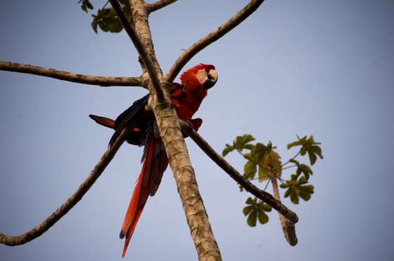 A parrot sleeps on a tree in the Ecopark of Manaus on 11 December, 2013 Brazil. Manaus will host FIFA Word Cup Brazil 2014 football matches. AFP PHOTO / Christophe Simon        (Photo credit should read CHRISTOPHE SIMON/AFP/Getty Images)