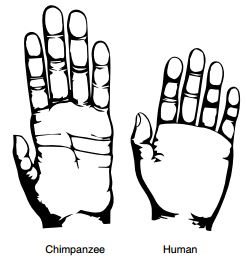 Imagem que ilustra a diferenÃ§a entre a mÃ£o de um chimpanzÃ© (Ã  esquerda) e a de um humano - Almecija et al. (2015) Nature Comm