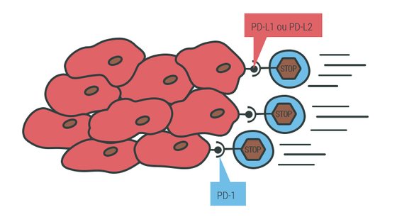 O ligando PD-L1 e PD-L2 das cÃ©lulas tumorais ligam-se ao receptor PD-1 no linfÃ³cito T - Andreia Reisinho Costa/Observador