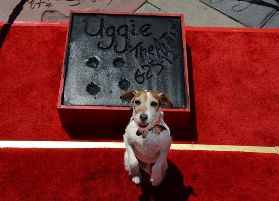 Uggie, the dog who starred in the Academy Award-winning film "The Artist," is honored with a hand and paw print ceremony outside Grauman's Chinese Theatre in Hollywood, California, June 25, 2012. The ceremony marked Uggie's retirement from acting.    AFP PHOTO/ROBYN BECK        (Photo credit should read ROBYN BECK/AFP/GettyImages)