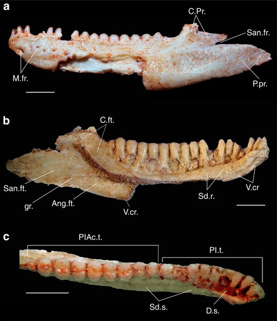 MandÃ­bula fÃ³ssil do lagarto acrodonte Gueragama sulamericana descoberto no Brasil - SimÃµes et al. (2015) Nature Communications
