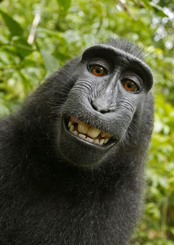 O selfie do macaco Naruto