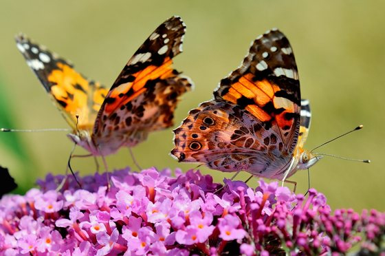 A butterflies searches for food on a buddleia flower, on August 4, 2013 in Godewaersvelde, northern France. Populations of grassland butterflies declined almost fifty percent between 1990 and 2011, according to a report from the European Environment Agency (EEA) published on July 23, 2013. AFP PHOTO / PHILIPPE HUGUEN (Photo credit should read PHILIPPE HUGUEN/AFP/Getty Images)
