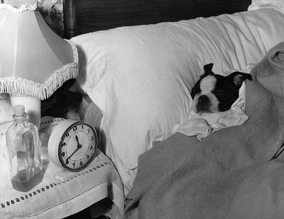 22nd December 1962: Bart, a young Boston Terrier, asleep in his owner's bed, after spending six months in quarantine. Bart was brought into the country from Canada by RSPCA officer, Mr Whitaker. (Photo by Fox Photos/Getty Images)