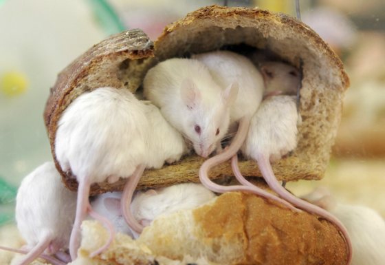 Mice peer out from a loaf of bread which they hollow out and use the crust to live in, during an attraction for New Year visitors at the Inokashira Park Zoo in suburban Tokyo 06 January 2008, on the last day of Japan's largest holiday. This year is the Year of the Rat, according to the Chinese zodiac. AFP PHOTO / Yoshikazu TSUNO (Photo credit should read YOSHIKAZU TSUNO/AFP/Getty Images)