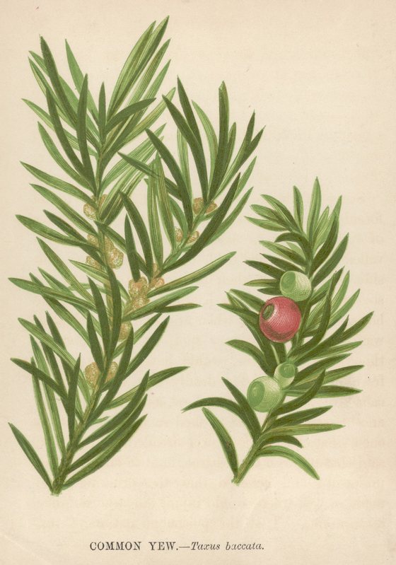 Illustration entitled 'Common Yew - Taxus baccata', depicting flat small leaves, and seed cones, which appear like small red berries, circa 1850. (Photo by Hulton Archive/Getty Images)