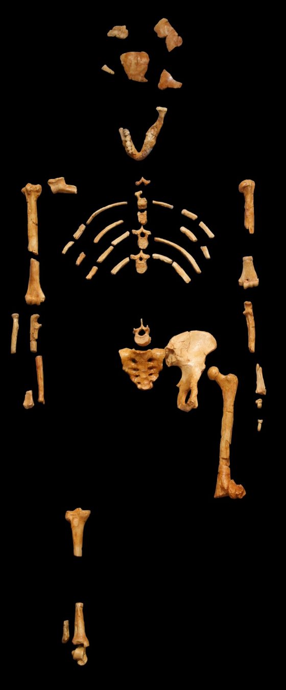 Um dos modelos que reproduzem o esqueleto encontrado na EtiÃ³pia