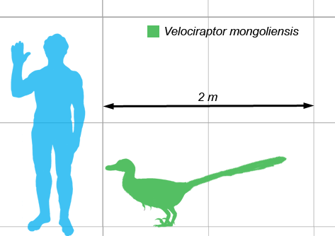 Os Velociraptores eram, comparativamente, muito mais pequenos