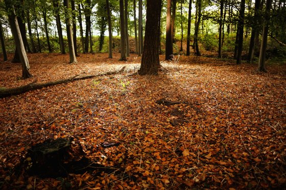KNUTSFORD, UNITED KINGDOM - OCTOBER 21: Autumnal leaves carpet a woodland floor in the Cheshire countryside on October 21, 2013 in Knutsford, United Kingdom. The mild weather in the United Kingdom has delayed Autumn by up to two weeks according to statistics by The Woodland Trust. Members of the public have submitted their observations to the trust's Nature's Calendar which shows that the traditional Autumn tints are finally appearing on ash, elder, oak and horse chestnut. (Photo by Christopher Furlong/Getty Images)