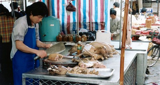 800px-Dogs_being_butchered_in_Guangdong,_China_1999