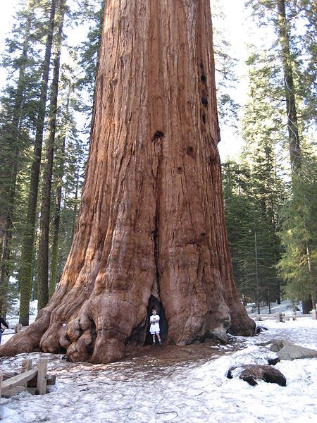 â€œGeneral Shermanâ€, uma sequÃ³ia gigante (Sequoiadendron giganteum) no Sequoia National Park, na califÃ³rnia. As suas 1900 toneladas fazem dela o maior organismo vivo do planeta. Os seus 2200 anos de idade fazem tambÃ©m dela um dos mais antigos