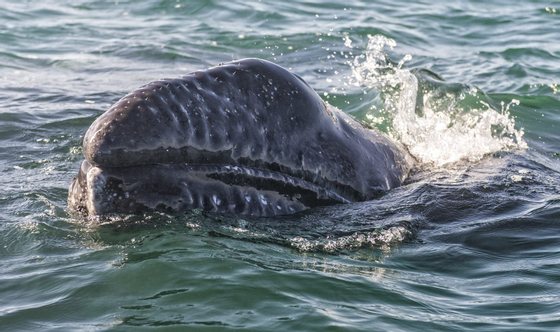 A grey whale calf (Eschrichtius robustus) emerges from the waters of the Ojo de Liebre Lagoon, Baja California Sur State, Mexico, on March 3, 2015. The Pacific gray whales have been protected since 1947, and are at the center of a growing whale-sightseeing industry. Their numbers have dropped by a third, from around 26,000, in the late 1990s. Whales go to Laguna de Liebre and others Lagoons, off Mexico's northwest Baja California peninsula, where grey whales breed and nurse their calves each year after migrating thousands of miles from Canada and Alaska. AFP PHOTO/OMAR TORRES (Photo credit should read OMAR TORRES/AFP/Getty Images)