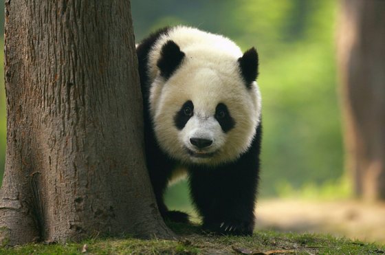 CHENGDU, CHINA - SEPTEMBER 19: A Giant Panda cub is seen on show at China's largest breeding Programme at Chengdu Research Base Of Giant Panda Breeding on September 19, 2007 in Chengdu, China. Chengdu Research Base of Giant Panda Breeding is dedicated to the conservation of native Chinese endangered species including the giant panda and red panda at its 105 hectacre site. (Photo by Paul Gilham/Getty Images)