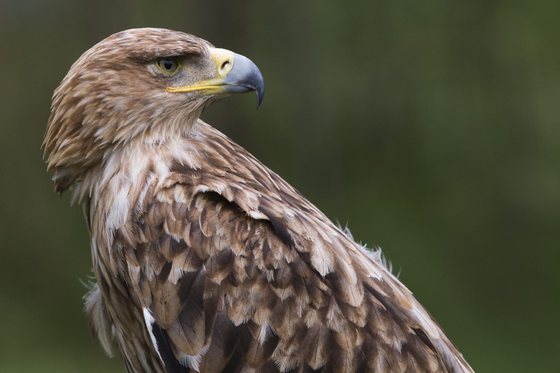 An Imperial Eagle looks on in the Rambouillet forest, on July 31, 2013, some 50 kms outside of Paris. AFP PHOTO / JOEL SAGET (Photo credit should read JOEL SAGET/AFP/Getty Images)