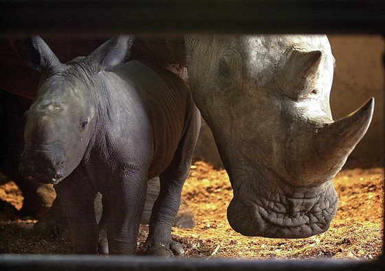 A baby African white rhino (Ceratotherium simum) nicknamed "Merdeka" stands next to his mother Hima, at the zoo in Bogor in West Java, 19 August 2003. The 50kg Merdeka (freedom) was born last 15 August. AFP PHOTO/Bay ISMOYO (Photo credit should read BAY ISMOYO/AFP/Getty Images)