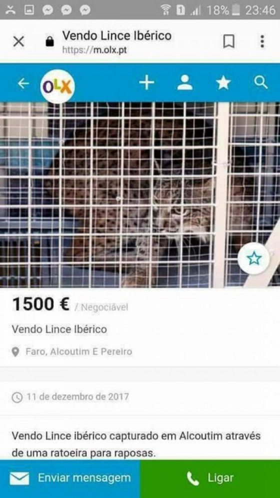 Lince-ibérico à venda no OLX. Ministério Público está a investigar