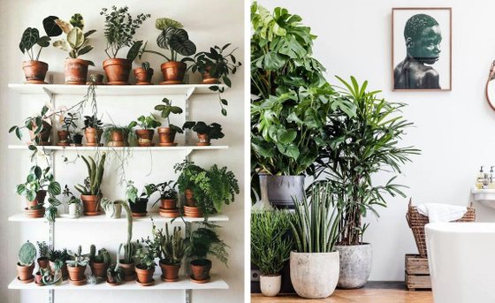 Padrão de plantas em casa escura