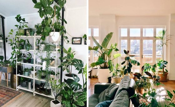 Guia para cuidar de plantas em casa (e as 10 mais simples de manter) –  Observador