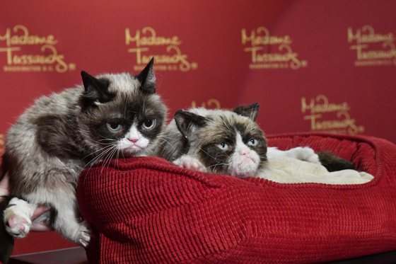 Morre 'Grumpy Cat', a gata celebridade da internet, protagonista