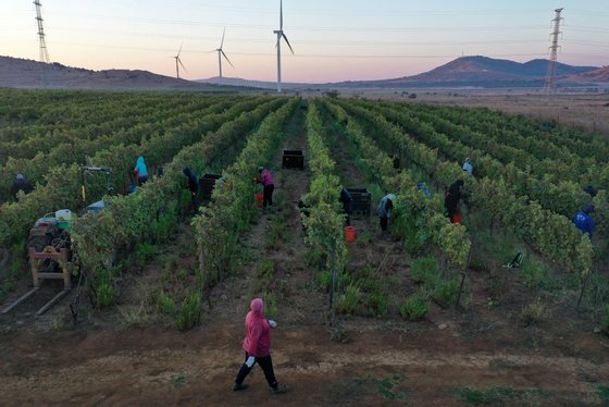 Israeli Wineries Finish Challenging 2020 Harvest Amid Coronavirus Crisis