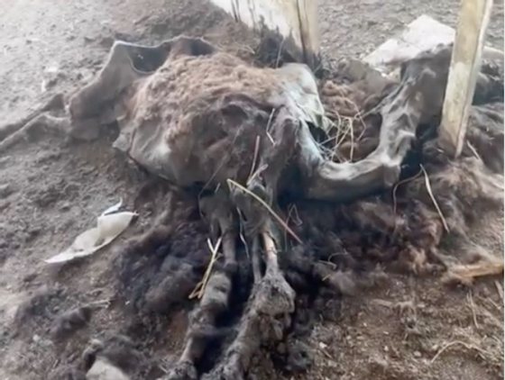 Animais mortos e torturados em zoo de Yampil, Donetsk