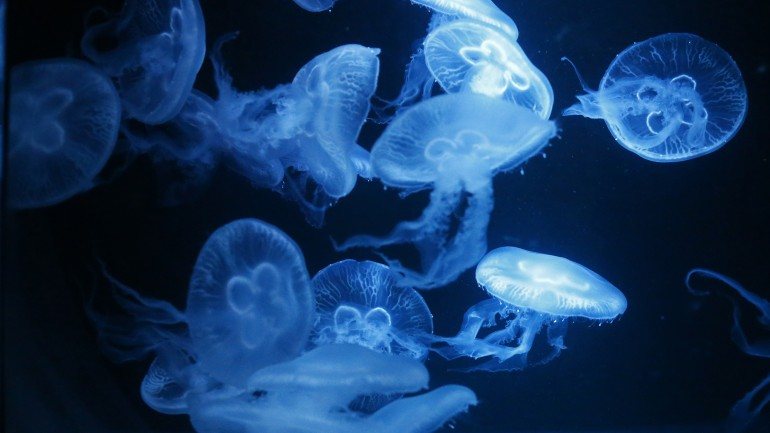 Este tipo de medusas são da espécie Rhizostoma Luteum