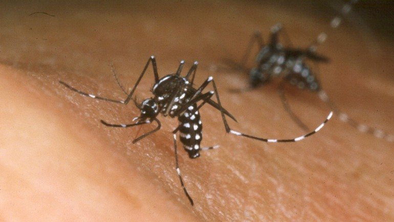 O vírus da dengue é transmitido pela picada mosquitos Aedes albopictus e Aedes aegypti