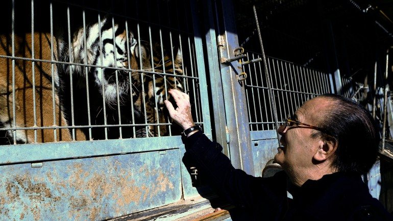 Miguel Chen com os seus tigres