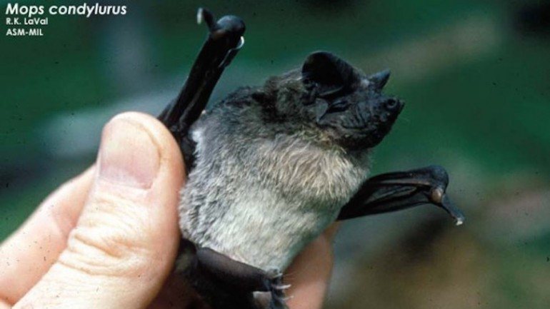 Ébola começou numa espécie de morcegos, Mops condylurus, da Guiné-Conacri