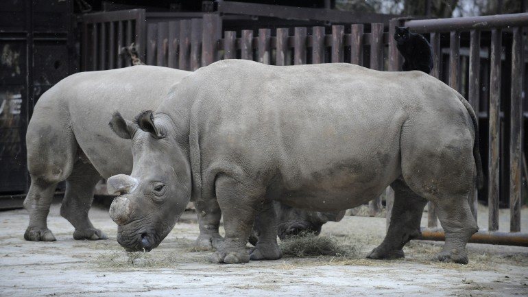 Há cinco exemplares de Rinocerantes Brancos do Norte no mundo inteiro