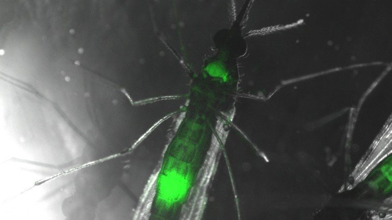 Mosquito infetado com Plasmodium (uma forma transgénica fluorescente)