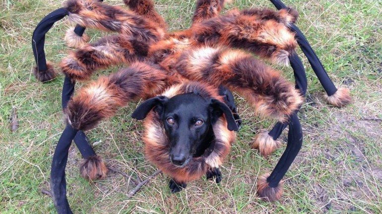Um cão adorável vestido de aranha gigante teve 113 milhões de visualizações